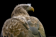 animalisch740