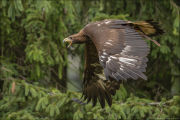animalisch753