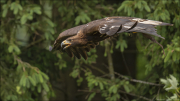 animalisch754