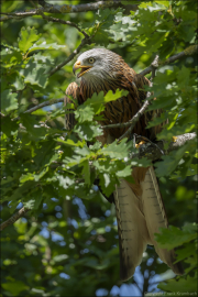 animalisch774