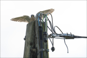 animalisch824