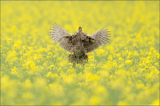 animalisch825