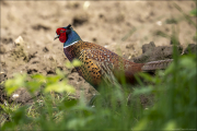 animalisch826