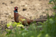animalisch827