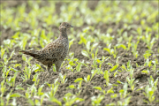 animalisch829