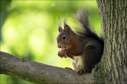 animalisch831