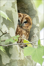 animalisch832