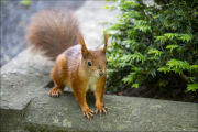 animalisch833