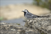 animalisch837