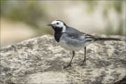 animalisch838