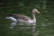 animalisch840