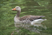 animalisch841