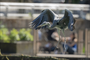 animalisch843