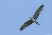 animalisch844