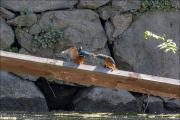 animalisch845