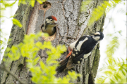 animalisch846