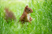 animalisch849
