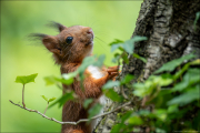 animalisch851