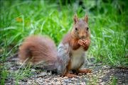 animalisch853