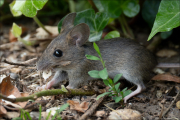animalisch856