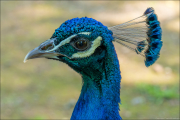 animalisch860