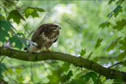 animalisch863