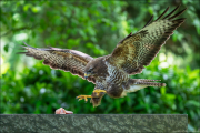 animalisch869