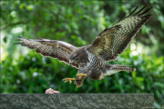 animalisch869