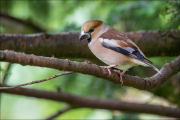 animalisch870