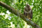 animalisch875