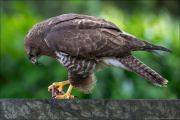 animalisch877