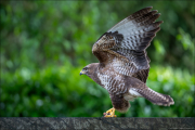 animalisch878