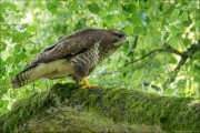 animalisch892
