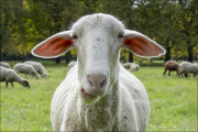 animalisch914