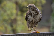 animalisch916