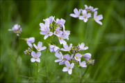 floral178