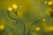 floral196