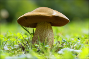 fungi154