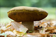 fungi155