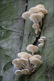 fungi157