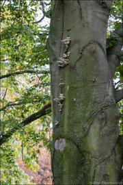 fungi161
