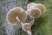 fungi165