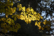 im-wald062