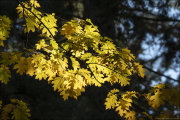 im-wald063