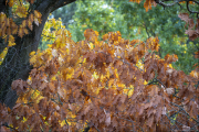 im-wald064