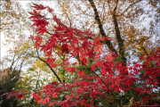 im-wald067