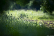 landschaft085