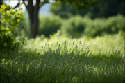 landschaft086