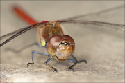 makro105