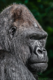 animalisch001